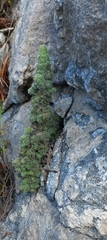 Erica occulta