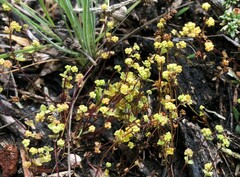 Hydrocotyle capillaris