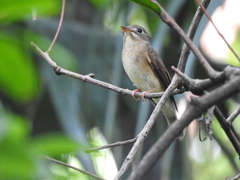 Muscicapa muttui