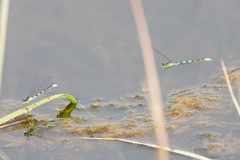 Coenagrion resolutum