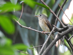 Muscicapa muttui