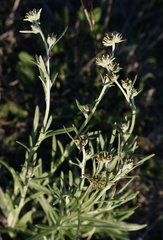 Euchiton