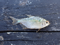 Characinae