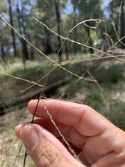 Digitaria parviflora