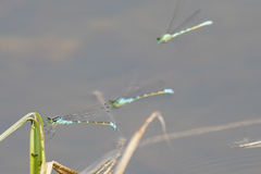 Coenagrion resolutum