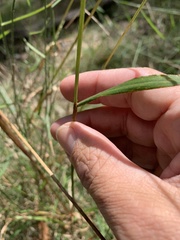 Digitaria parviflora