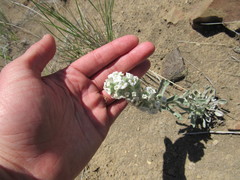 Oreocarya spiculifera