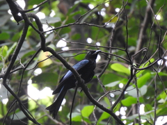 Dicrurus hottentottus