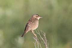 Helopsaltes certhiola