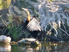 Anhinga rufa rufa