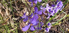 Cheiranthera linearis