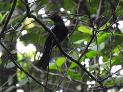 Dicrurus hottentottus