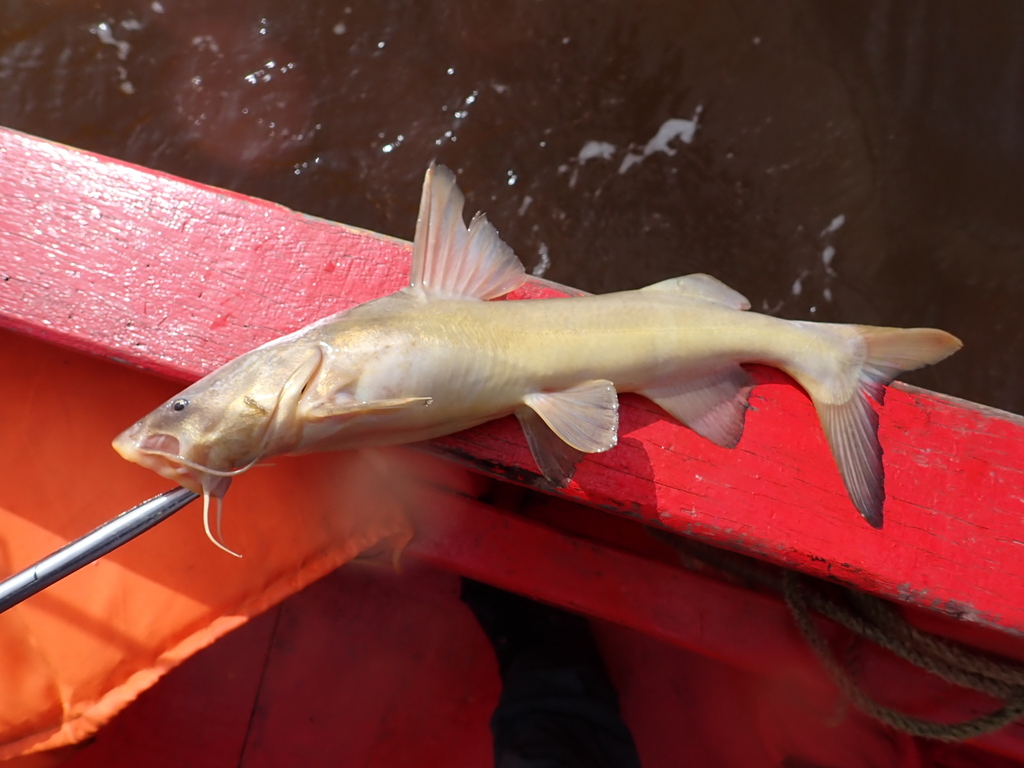 Thomas Sea Catfish