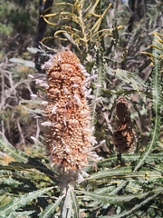 Banksia prionotes