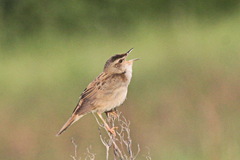 Helopsaltes certhiola