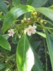 Myoporum insulare