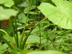 Phylloscopus tenellipes