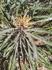 Banksia prionotes