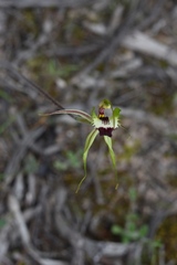 Caladenia tensa