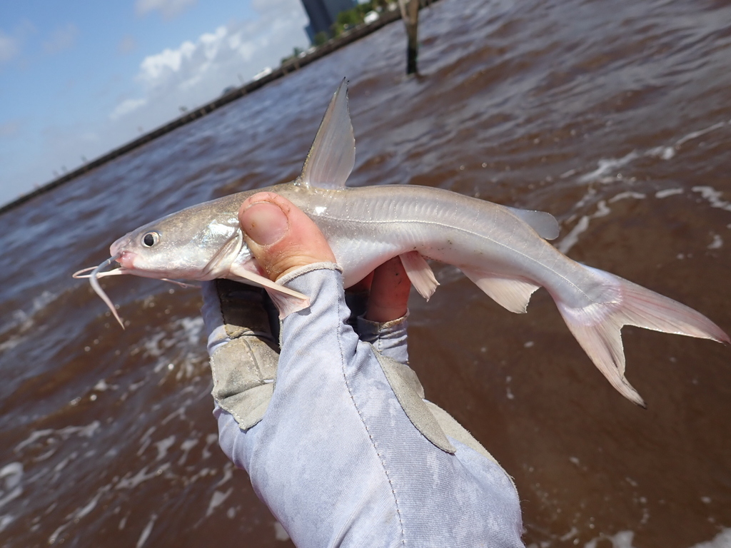 Bressou sea catfish (Aspistor quadriscutis) — Ariidae