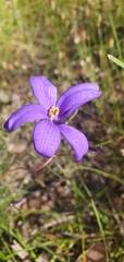 Cheiranthera linearis