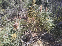 Banksia prionotes