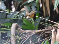 Cyornis