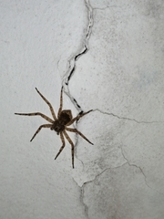 Philodromus spinitarsis