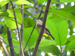 Cyornis