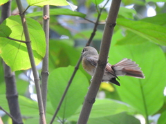 Cyornis