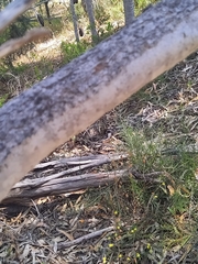 Banksia prionotes