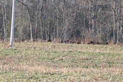 Meleagris gallopavo silvestris