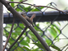Cyornis