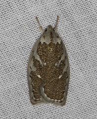Euchaetis rhizobola