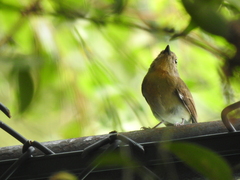 Cyornis