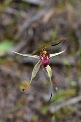Caladenia lowanensis