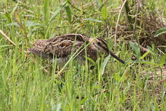 Gallinago gallinago