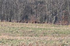 Meleagris gallopavo silvestris