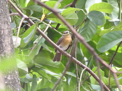 Cyornis