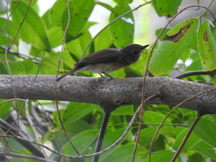 Cyornis