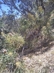 Banksia prionotes