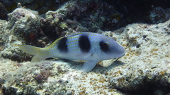 Parupeneus crassilabris