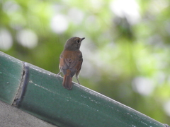 Cyornis