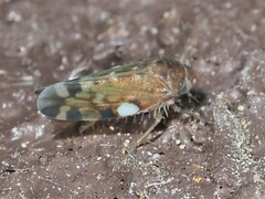 Xestocephalus provancheri