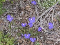 Lobelia tenuior