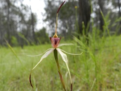 Caladenia lowanensis