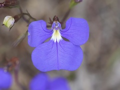 Lobelia tenuior