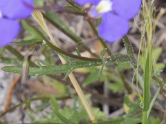 Lobelia tenuior
