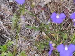 Lobelia tenuior