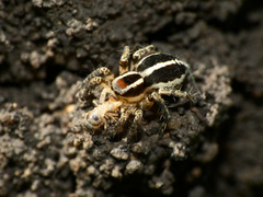 Stenaelurillus termitophagus